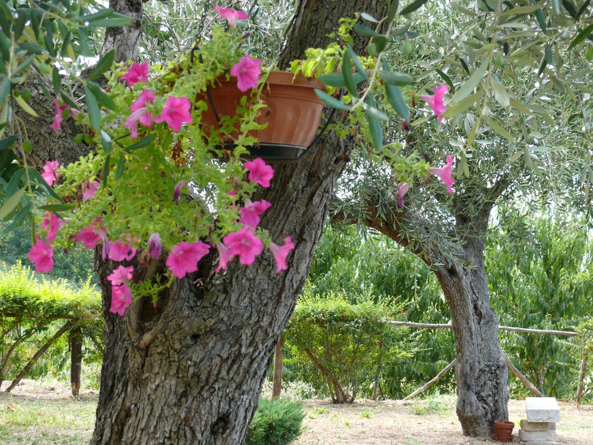 Bed&Breakfast Giardino Agritourist Controguerra ภายนอก รูปภาพ